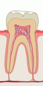 Kanały zębowe (rysunek schematyczny przekroju zęba)